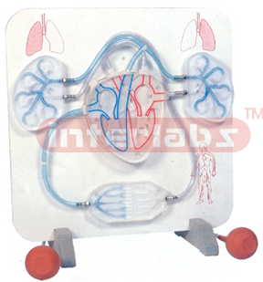HUMAN CIRCULATORY SYSTEM, FUNCTIONAL